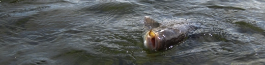 Hooked on an ide Hooked on an ide