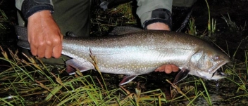 Ready to release Ready to release