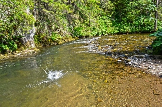 Powerful trout in action Powerful trout in action