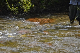 She is going to be documented soon She is going to be documented soon