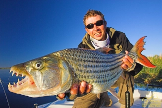 Early morning trophy tiger from the Caprivi Floodplains Early morning trophy tiger from the Caprivi Floodplains