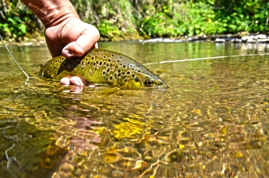 Every trout as a umnique coloration Every trout as a umnique coloration