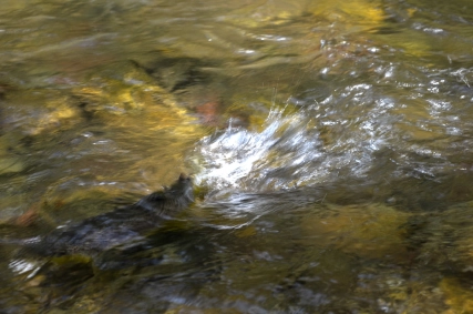 These trout were very strong These trout were very strong