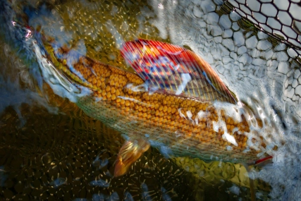 A grayling A grayling