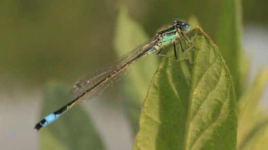 Blue tailed damselfly Blue tailed damselfly