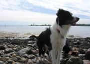 Sam the Border Collie by the water Sam the Border Collie by the water