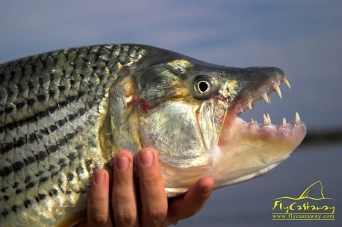 Beware. Teeth ahead! Beware. Teeth ahead!