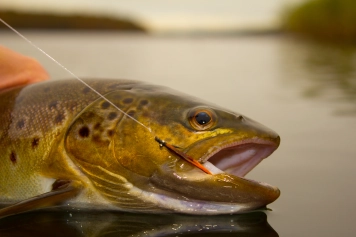Wild brown trout on an original vintage Callgirl Red Wild brown trout on an original vintage Callgirl Red