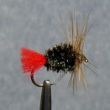 Fat bodied Fat bodied