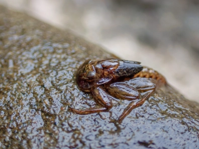 Macro shot Macro shot