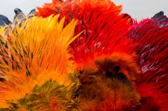 Brightly dyed badger Brightly dyed badger