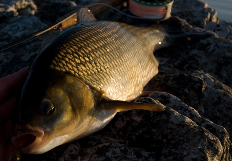 Ide in the evening light Ide in the evening light