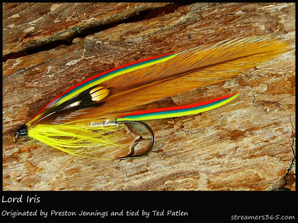 #9 Lord Iris - Ted Patlen #9 Lord Iris - Ted Patlen