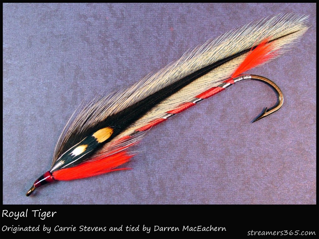 #214 Royal Tiger - Darren MacEachern #214 Royal Tiger - Darren MacEachern