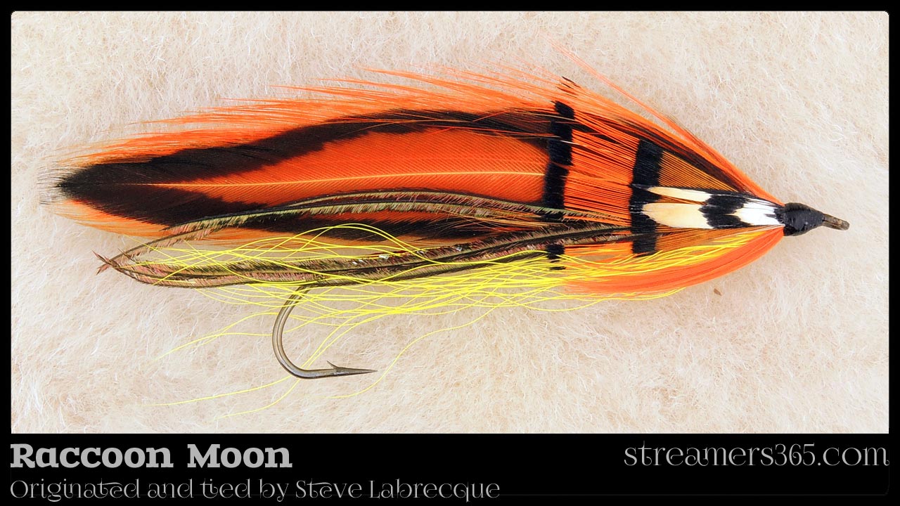 Raccoon Moon - Steve Labrecque