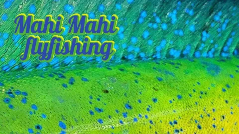 Video thumb for Mahi Mahi Fly Fishing