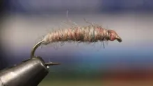 Video thumb for Crane Fly Larva