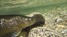 Video thumb for The Browntrout that needed Surgery