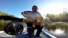 Video thumb for Fly Fishing for Southern Saratoga in Australia