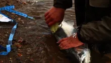 Video thumb for The Kamchatka Steelhead Project