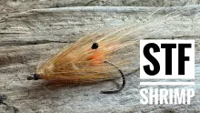Video thumb for STF shrimp