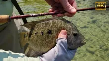 Video thumb for South Texas fishing with a 3wt