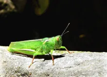 User submitted picture: PequeÃ±o Saltamonte