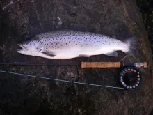 User submitted picture: seatrout