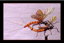 User submitted picture: mating dance