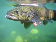 User submitted picture: Reday for release !! by w...