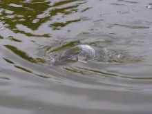 User submitted picture: Another Grayling taken th...