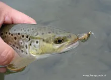 User submitted picture: Brown trout and emergent ...
