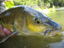 User submitted picture: A characteristic Yellow-F...