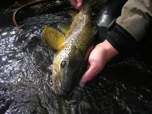 User submitted picture: Releasing an awesome wild...