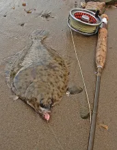 User submitted picture: This flounder was taken i...