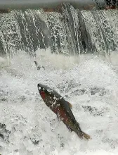 User submitted picture: Trout Run is the hatchery...