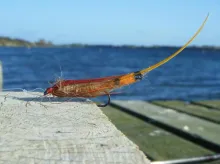 User submitted picture: One of my staple flies fo...