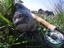 User submitted picture: Bream with typical "mati...