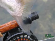 Computer screen wallpaper: Translucent trout tail.