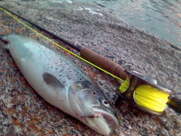 User submitted picture: Seatrout, from Norway