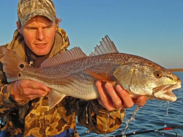 User submitted picture: Redfish taken of the Texa...