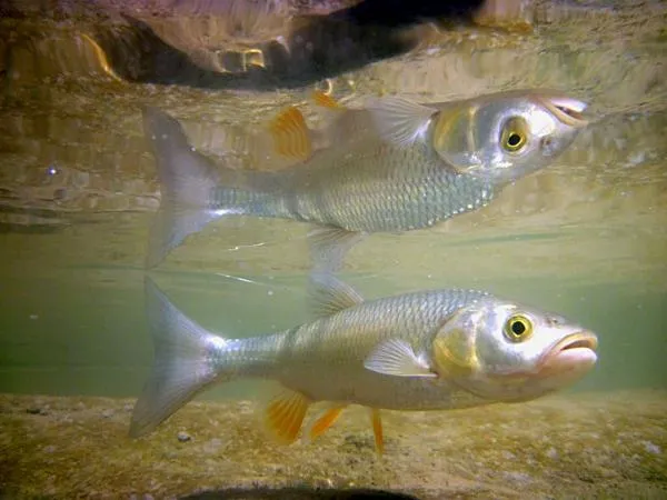 User submitted picture: mirror chub