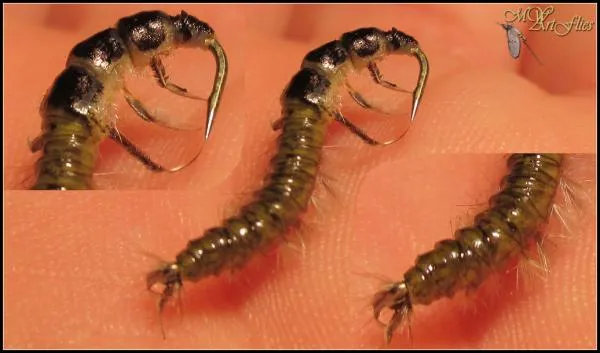 User submitted picture: A Hydropsyche Larva tied ...