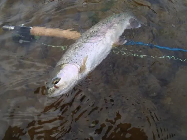 User submitted picture: Yakima Rainbow