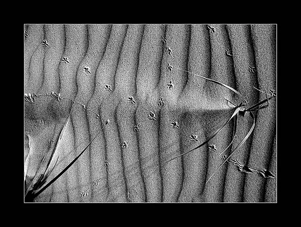 User submitted picture: ...Baltic sea sand...