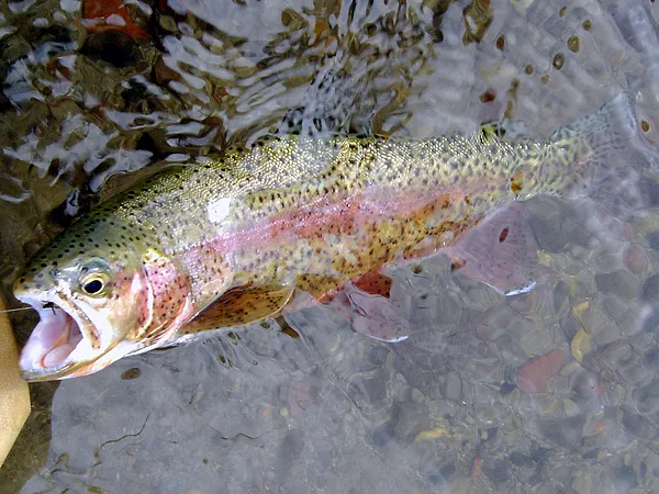 User submitted picture: Hat Creek Rainbow - Hat C...