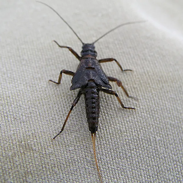 User submitted picture: February red (Taenioptery...