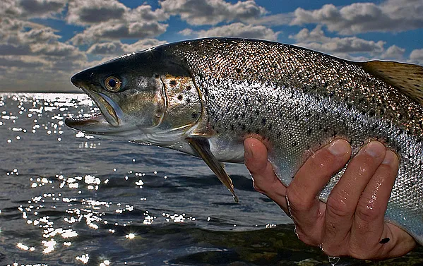 User submitted picture: Silver autum seatrout