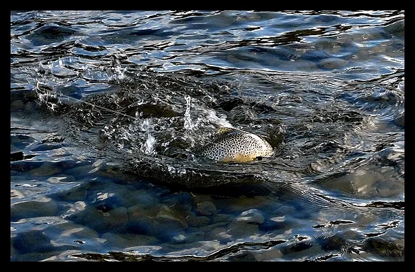 User submitted picture: Trout finghting for freed...