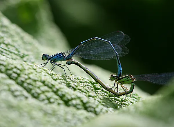 User submitted picture: These damsels were on a G...